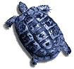 The Blue Turtle is still alive